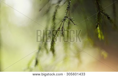 Blurred Background  With Green Fir-tree Branches And Bokeh