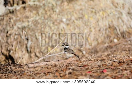 Baby Killdeer Charadrius Vociferus  Chick Along The Edge Of A Pond