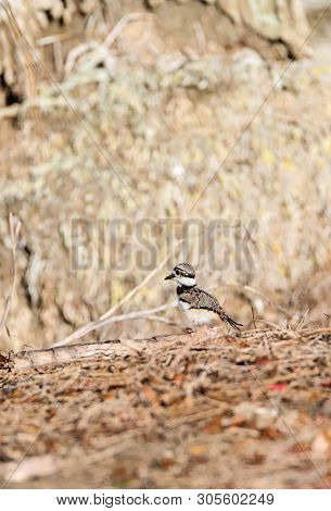 Baby Killdeer Charadrius Vociferus  Chick Along The Edge Of A Pond