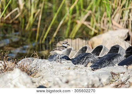 Baby Killdeer Charadrius Vociferus  Chick Along The Edge Of A Pond