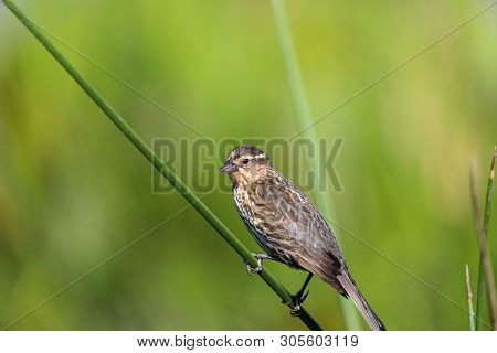 Brown Female Red-wing Blackbird Agelaius Phoeniceus