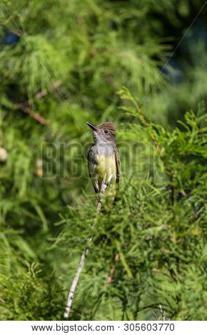 Great Crested Flycatcher Myiarchus Crinitus Bird