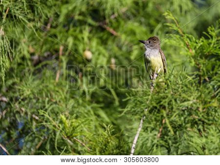 Great Crested Flycatcher Myiarchus Crinitus Bird
