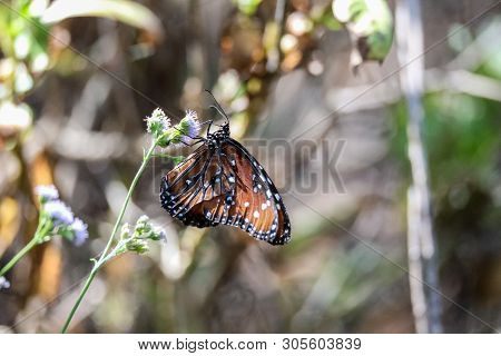 Queen Butterfly Danaus Gilippus Perches On A Flower