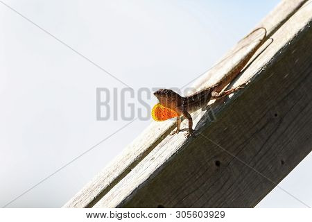Brown Anole Lizard Anolis Sagrei With A Red Orange Dewlap Displayed