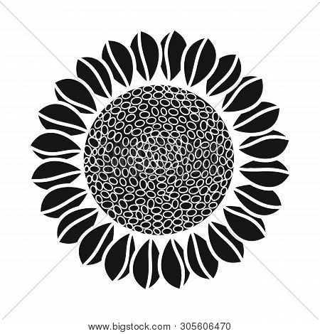Vector Design Of Sunflower And Sunshine Sign. Collection Of Sunflower And Heat Stock Vector Illustra