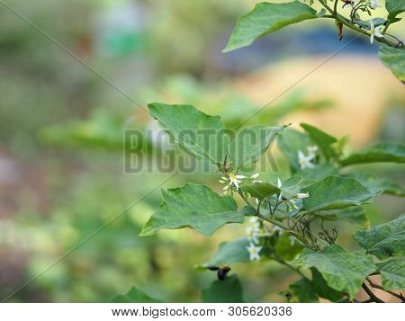 Flower Turkey Berry, Solanum Torvum Name Vegetable White Petals, Yellow Pollen On Blur Nature Backgr