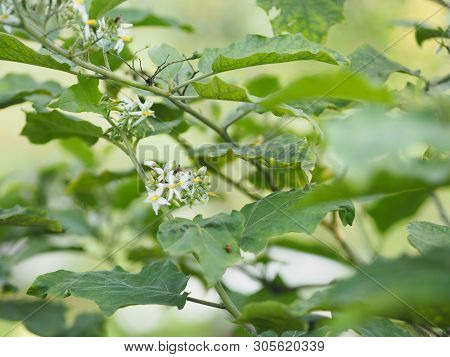 Flower Turkey Berry, Solanum Torvum Name Vegetable White Petals, Yellow Pollen On Blur Nature Backgr