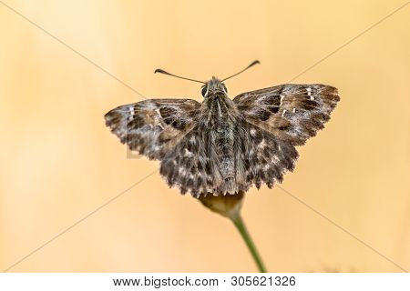 Mallow Skipper (carcharodus Alceae) Butterfly Resting On Flower Against Bright Yellow Natural Backgr