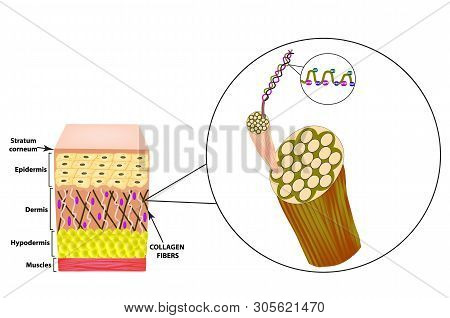 Collagen Structure. The Structure Of The Skin. Infographics. Illustration On Isolated Background.