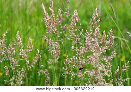 Meadow With Blooming Bluegrass, Beetle On Stem Of Grass