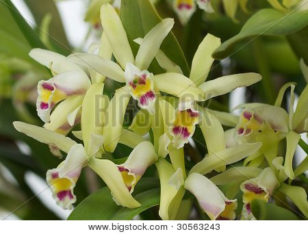 Orquídeas