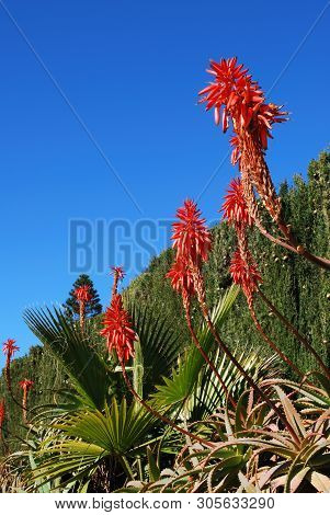 Aloe Arborescens Variegata In Full Bloom, Miraflores, Costa Del Sol, Malaga Province, Andalucia, Spa