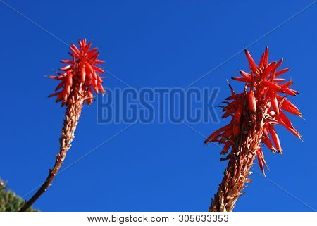 Aloe Arborescens Variegata In Full Bloom Against A Blue Sky, Miraflores, Costa Del Sol, Malaga Provi
