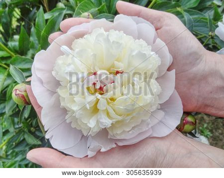 Peony Blossom In Woman Palms. Woman Gardener Holding A Peony In Her Hands