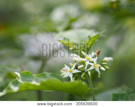 Flower Turkey Berry, Solanum Torvum Name Vegetable White Petals, Yellow Pollen On Blur Nature Backgr