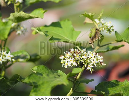Flower Turkey Berry, Solanum Torvum Name Vegetable White Petals, Yellow Pollen On Blur Nature Backgr