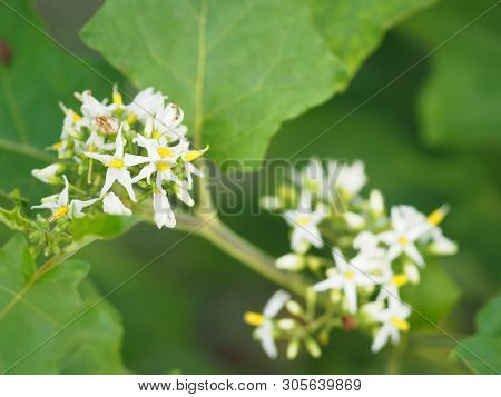 Flower Turkey Berry, Solanum Torvum Name Vegetable White Petals, Yellow Pollen On Blur Nature Backgr