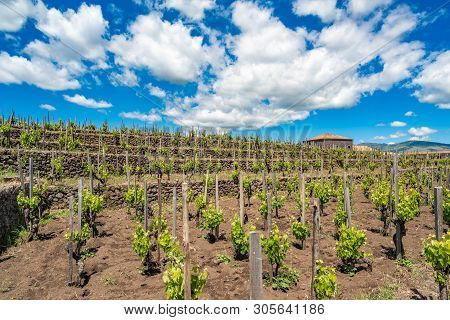 Vineyard Of The Mount Etna In Sicily, Italy