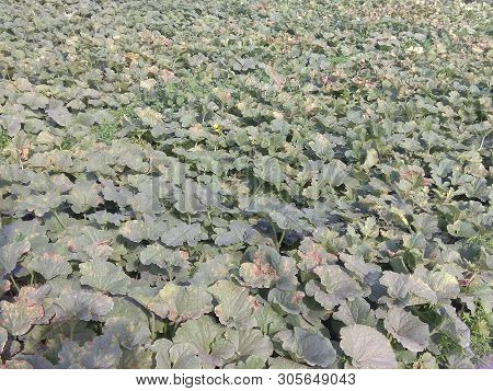 A View Of The Melon Trees In The Fields