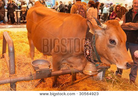 Párizs - február 26.: Tarentaise tehén (2) a párizsi nemzetközi mezőgazdasági Show 2012 február