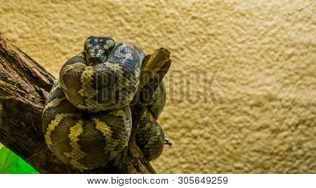 Portrait Of A Northwestern Carpet Python Coiled Up On A Tree Branch, Tropical Reptile From Australia