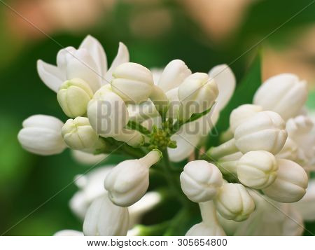 White Lilac Flowers With Buds For A Background, Spring Garden, Syringe Vulgaris.