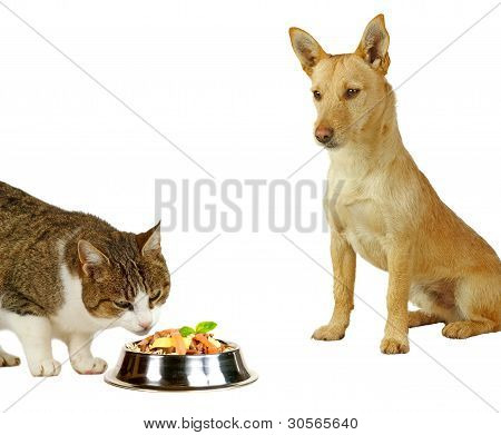 Cat´s Only, A Cat Is Eating A Delicious Meale  While A Dog Is Only Looking