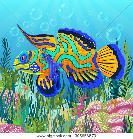 Mandarin Fish At The Bottom Of Sea With Colorful Algae Drawing, Underwater World Background. Bright 
