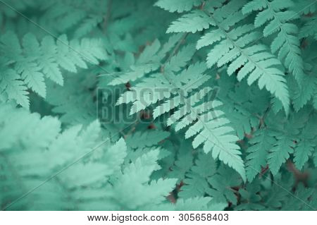 Abstract Background Of Fern Leaves. Fern In The Forest. Toned Images.