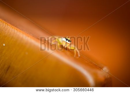 Small Yellow Spider With Dark Eyes Closeup