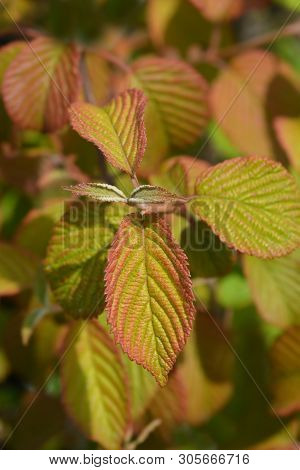 Japanese Snowball Popcorn Leaves - Latin Name - Viburnum Plicatum F. Plicatum Popcorn