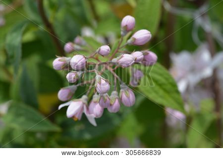 Deutzia Mont Rose Flower Buds - Latin Name - Deutzia X Hybrida Mont Rose