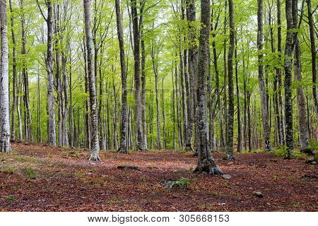 Woods In Amiata Mountain In Spring Season, Tuscany, Italy