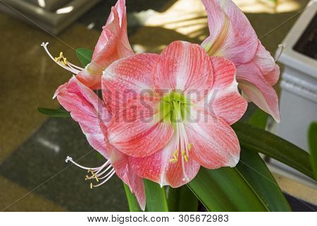 Blooming Red And White Hippeastrum  (hippeastrum Hybridum)