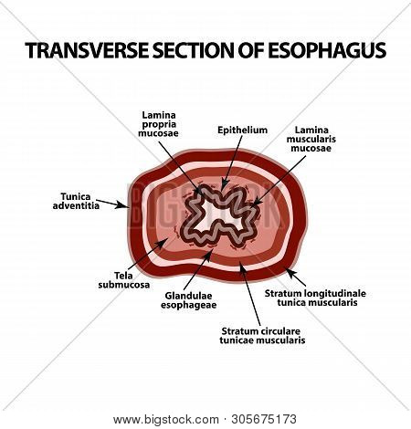 Transverse Section Of The Esophagus. Infographics. Illustration On Isolated Background.