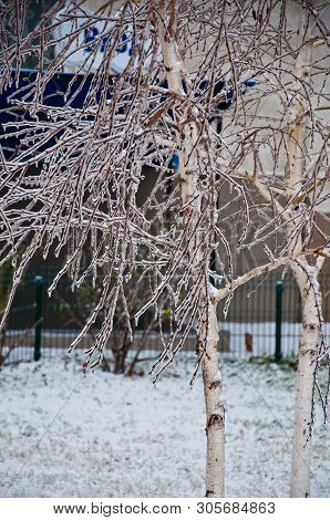 White Birch Trees Covered With Ice Crust. Thin Birch Branches Frozen With Icy Cover. Winter Scene In