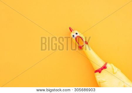 Squawking Chicken Or Squeaky Toy Are Shouting And Copy Space Yellow Background. Chicken Shouting Toy