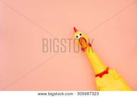 Squawking Chicken Or Squeaky Toy Are Shouting And Copy Space Pastel Pink Background. Chicken Shoutin