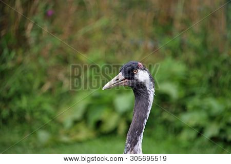 Common Crane, Also Known As The Eurasian Crane, Grus Grus, Head And Neck Only Facing To The Left Wit