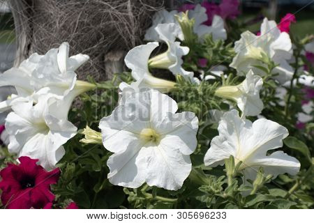 Beautiful White And Red Flowers On A Clear Sunny Day.