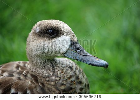 Head And Shoulders Of A Marbled Teal Duck, Marmaronetta Angustirostris, Facing To The Right With Pla