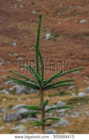 Sitka Spruce Tree On A Heather Background