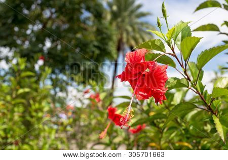 Close Up Of Hibiscus Rosa, China Rose Or Chaba Flower