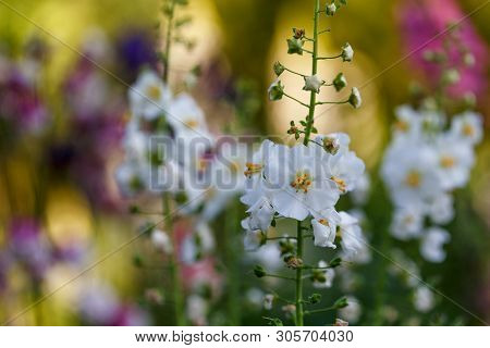Beautiful Meadow Field With Wild Flowers. Spring Or Summer Wildflowers Closeup. Health Care Concept.