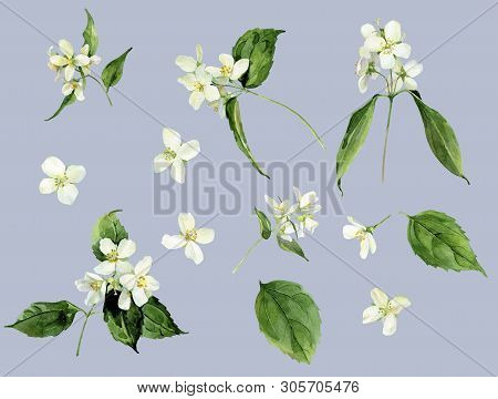 Set Of Watercolor Jasmines. For Greetings, Invitations, Weddings