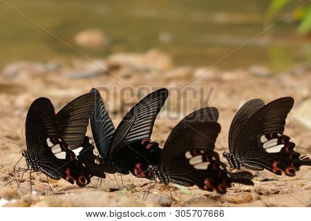 Group Of Great Mormon Butterflies On Rocks Near A River