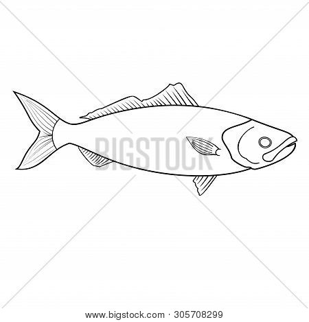 Coloring Book For Children, Dace Roach Fish