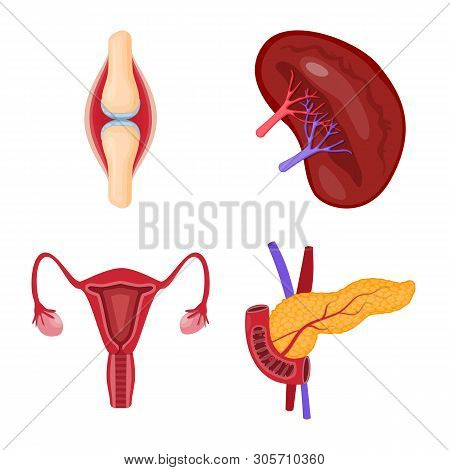 Isolated Object Of Anatomy And Organ Icon. Set Of Anatomy And Medical Vector Icon For Stock.