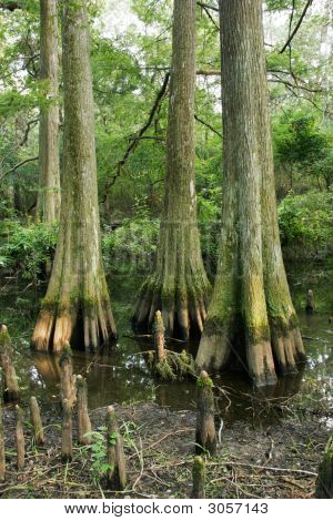 Bald Cypress Swamp
